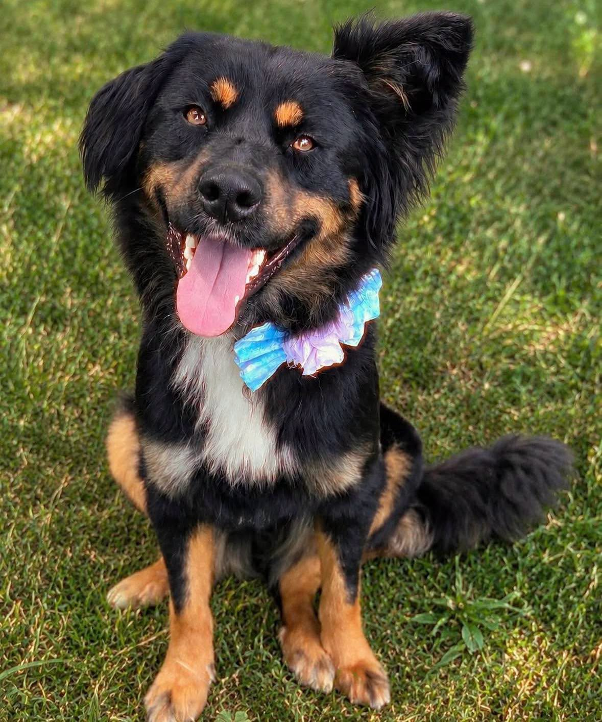 A rescue with a colorful bowtie looking up