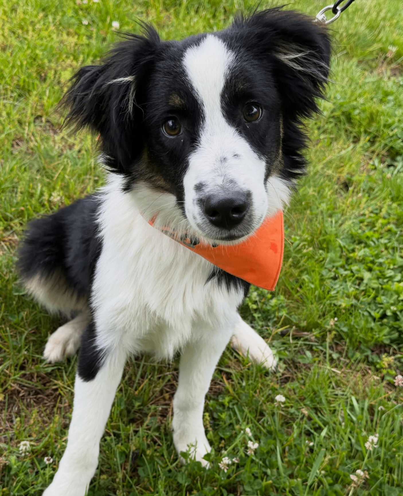 Rescue puppy with an orange bandana