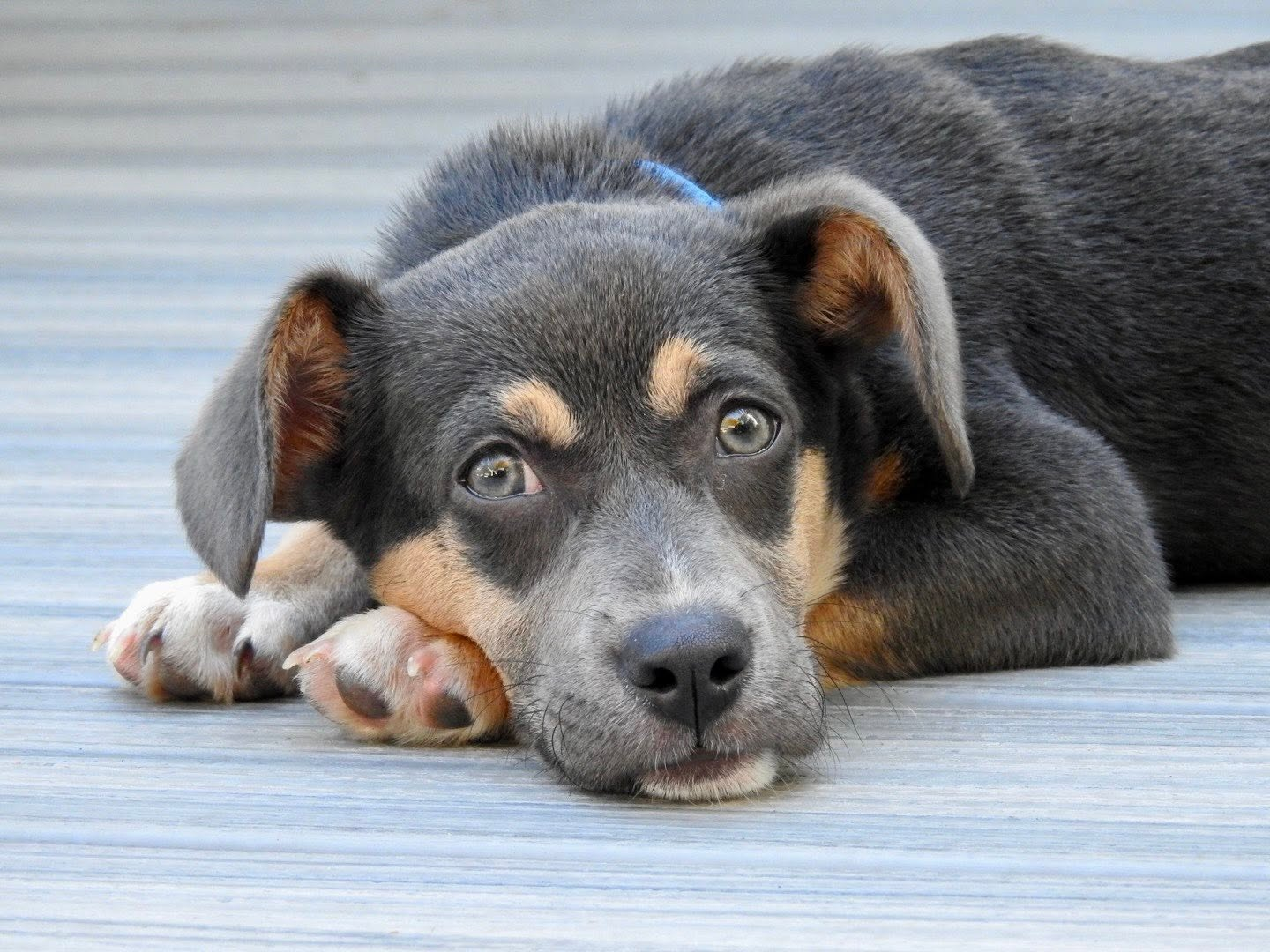 A quiet rescue puppy resting