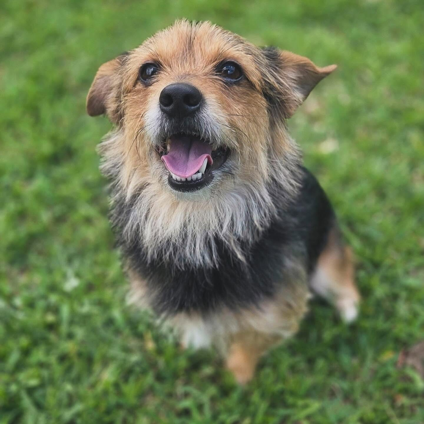 Happy terrier mix sitting in the grass