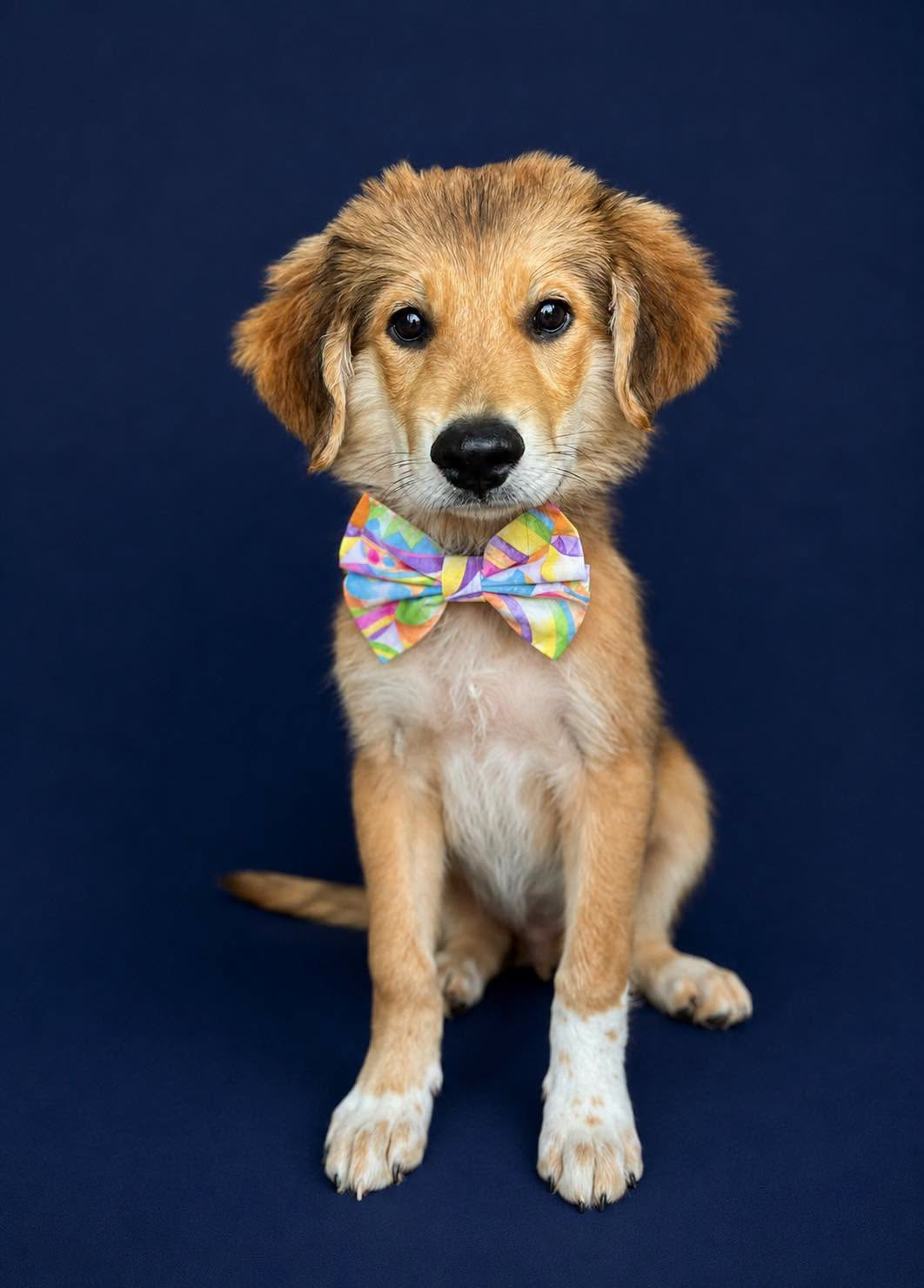 A BDRP rescue puppy in a bowtie