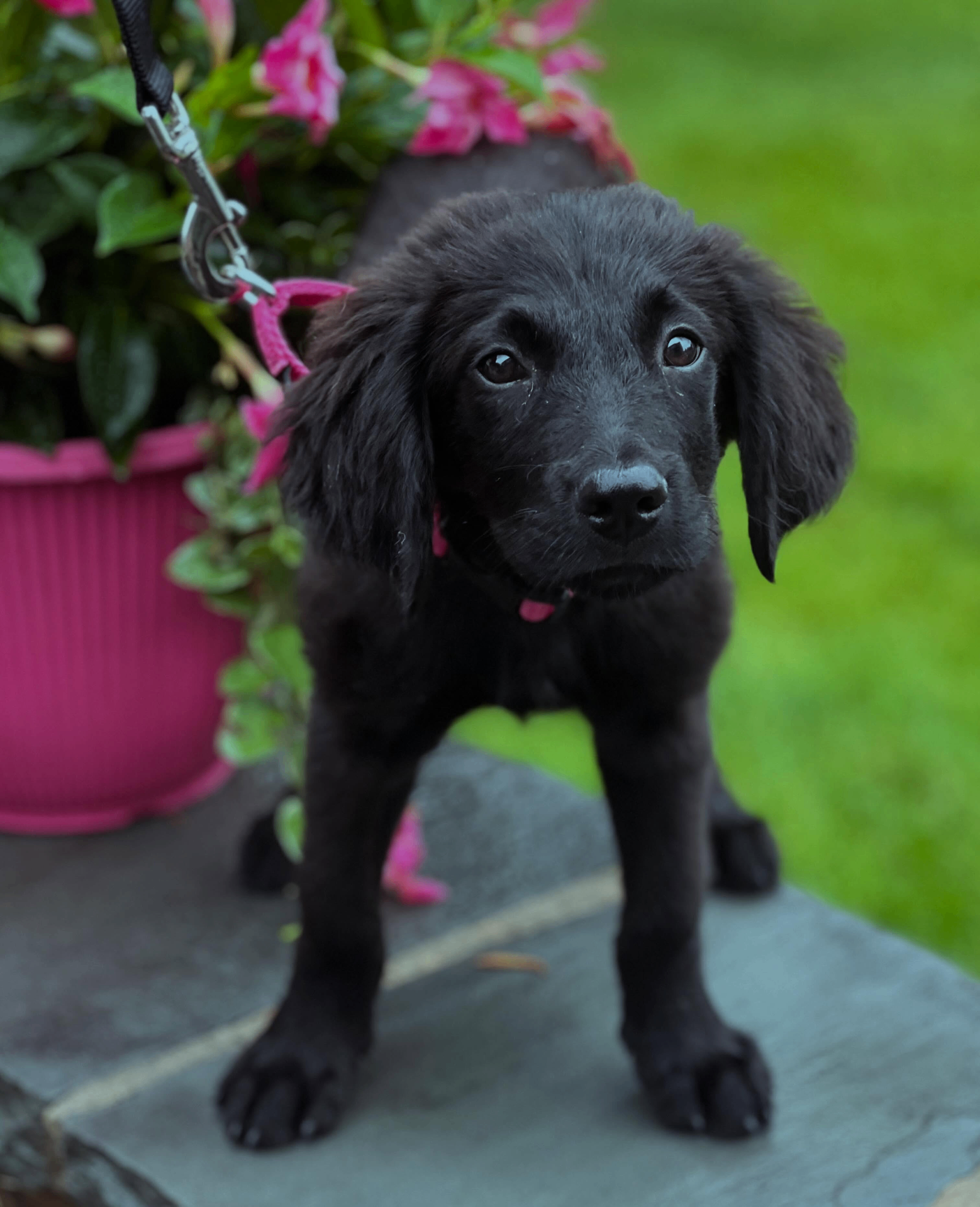 Black rescue puppy standing beside pink flowers
