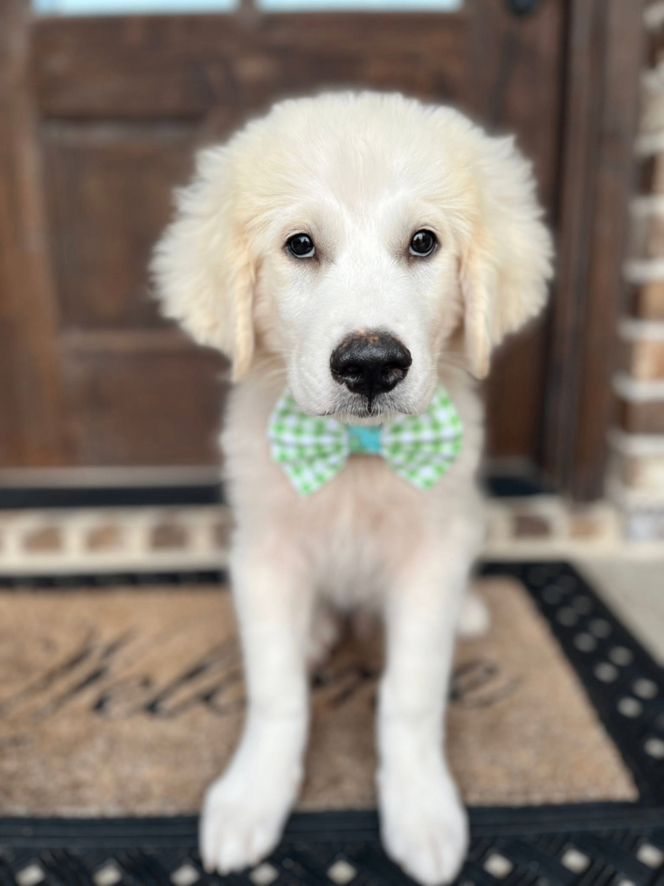 A rescue puppy in a bowtie at the front door