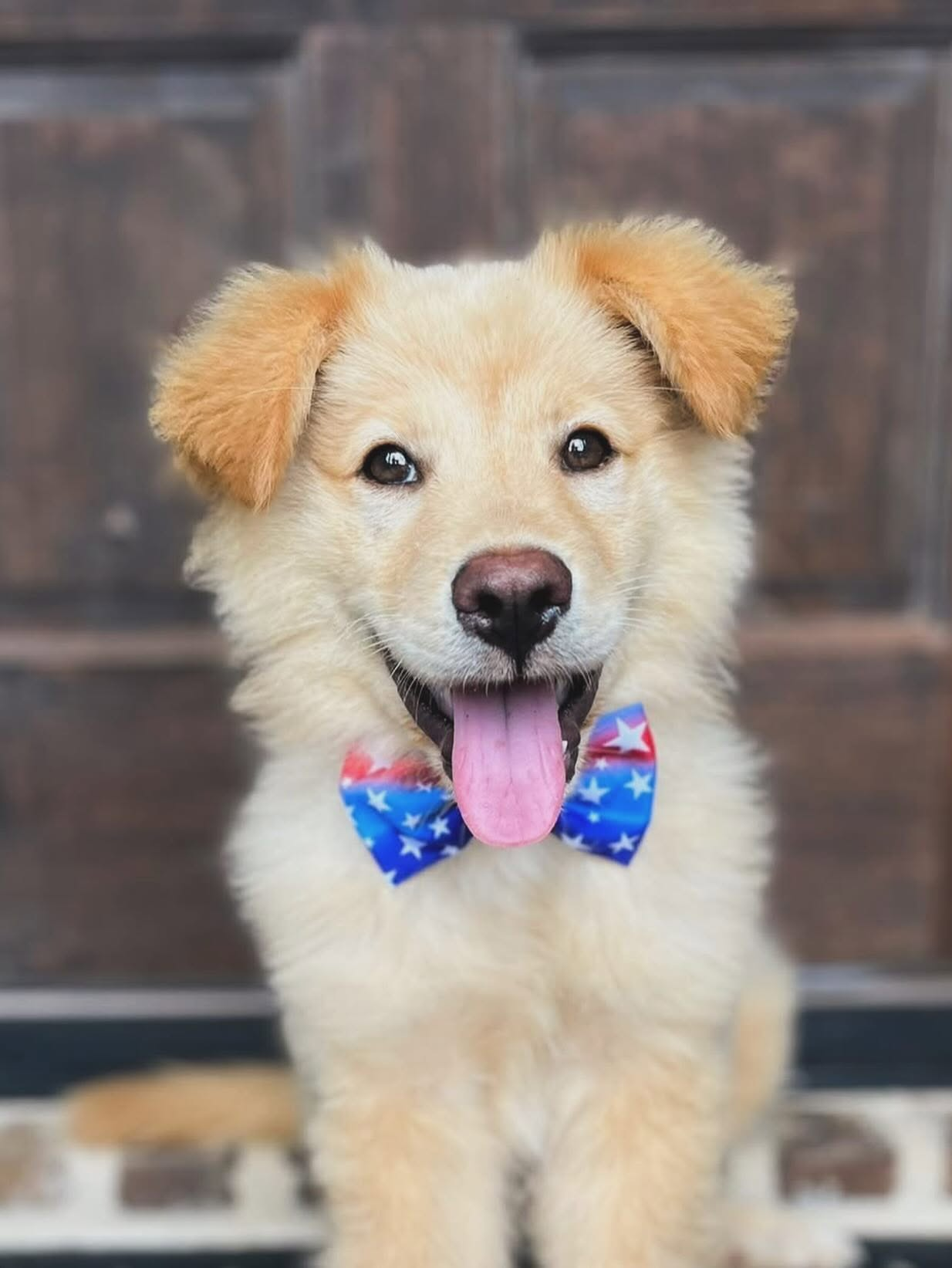 Cream-colored rescue puppy in a patriotic bowtie