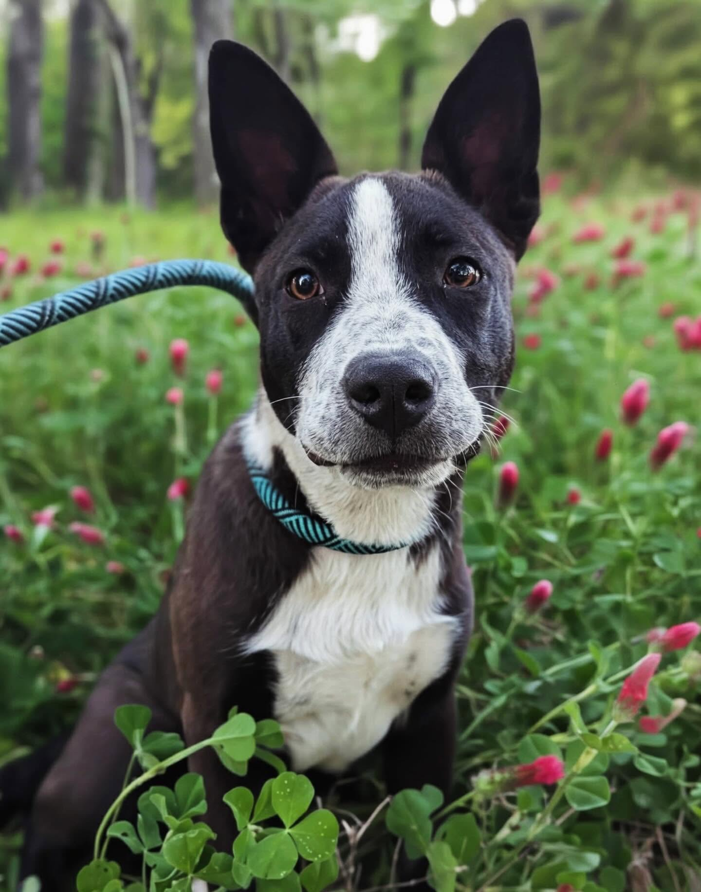 A BDRP rescue dog at an adoption event