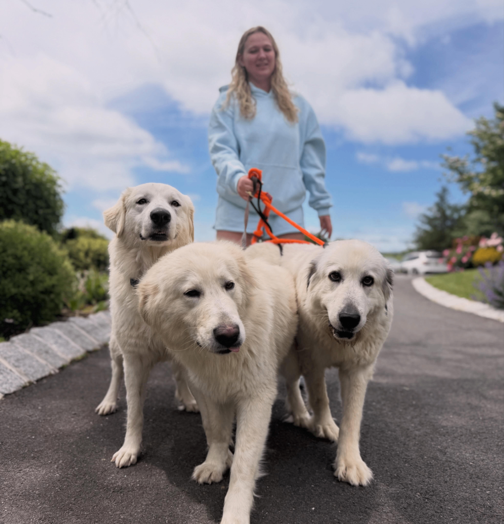 A foster volunteer walking three Great Pyrenees rescues