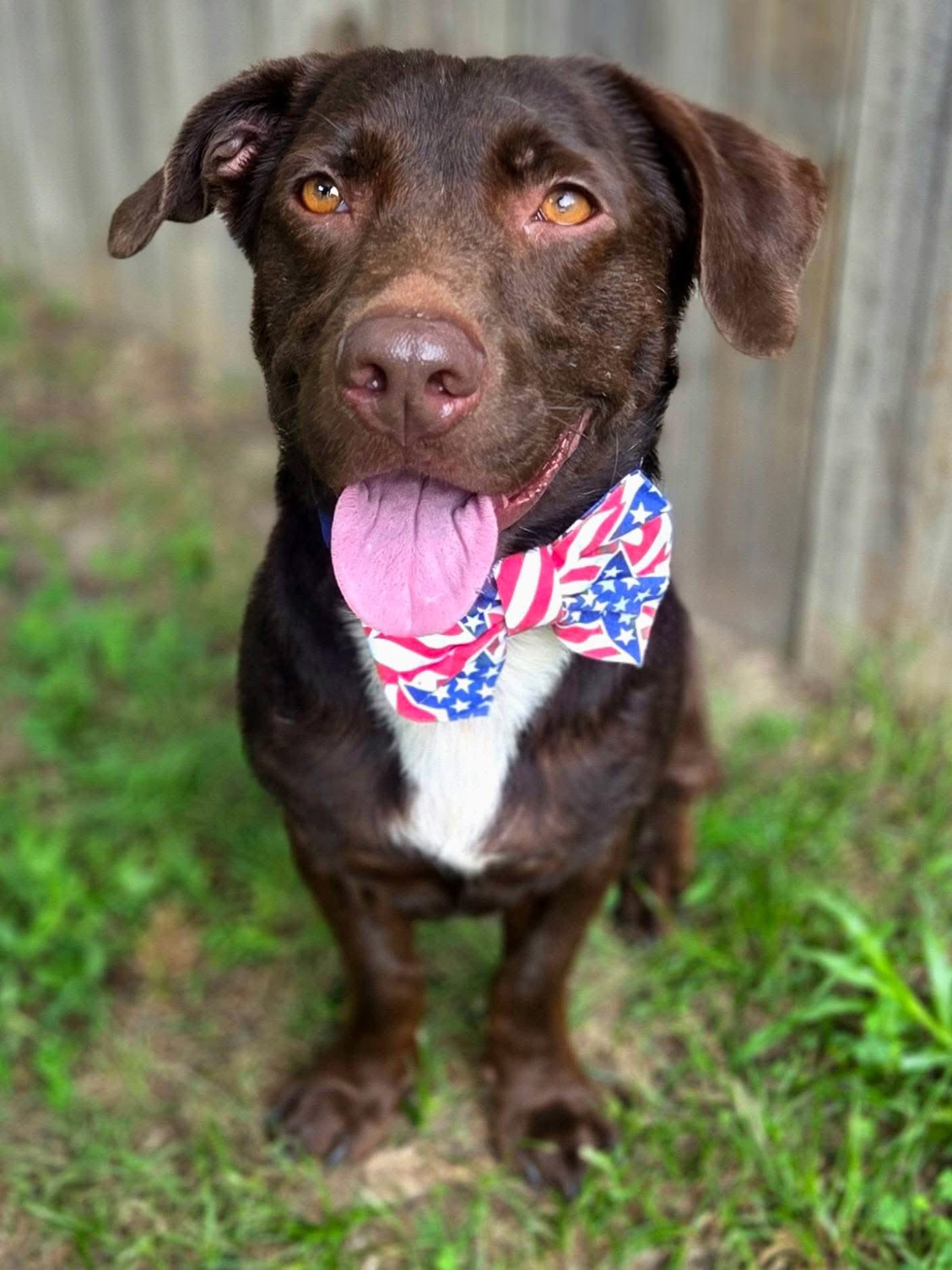 A BDRP rescue dog in a red bowtie