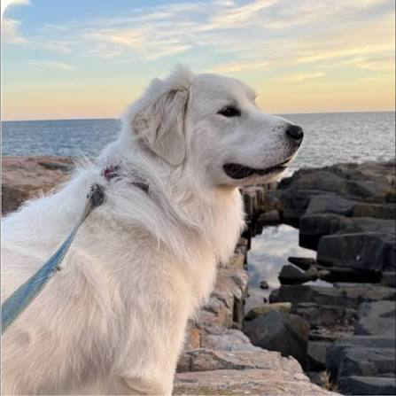 A rescue dog looking out over the coast at sunset